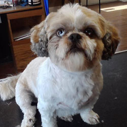 dog groomers